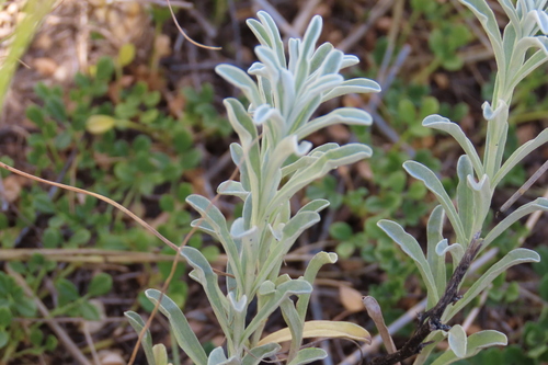 Stachys spathulata, photograph 5