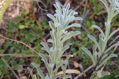Stachys spathulata, photograph author not stated, no rights reserved