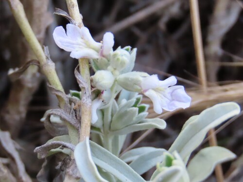 Stachys spathulata, photograph 2