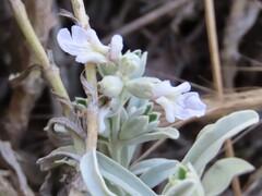 Stachys spathulata, photograph author not stated, no rights reserved