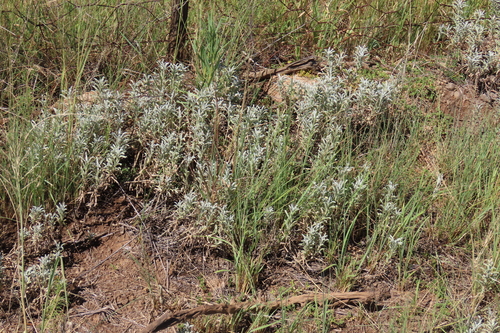 Stachys spathulata, photograph 4