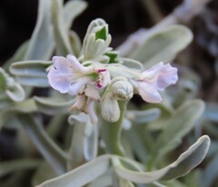 Stachys spathulata
