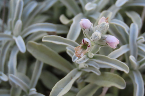 Stachys spathulata, photograph 1
