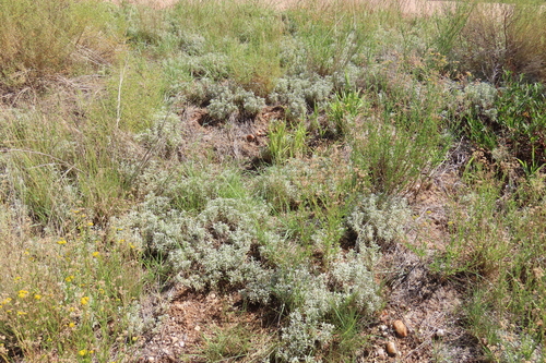 Stachys spathulata, photograph 3