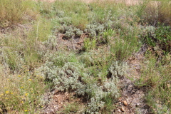 Stachys spathulata, photograph author not stated, no rights reserved
