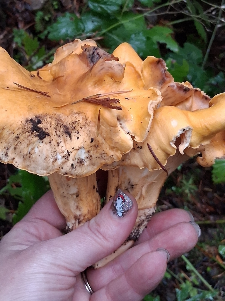Cantharellus formosus · November 2025 · photo: © mrs_mushi (iNaturalist, cc-by)