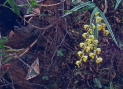Sarisa muriferata