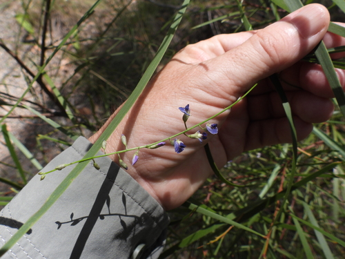 Twining Glycine (Glycine clandestina)