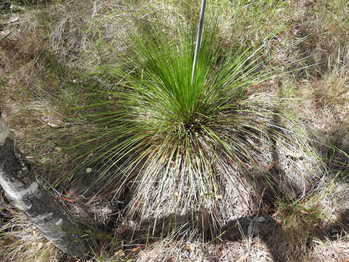 Forest Grasstree (Xanthorrhoea johnsonii)