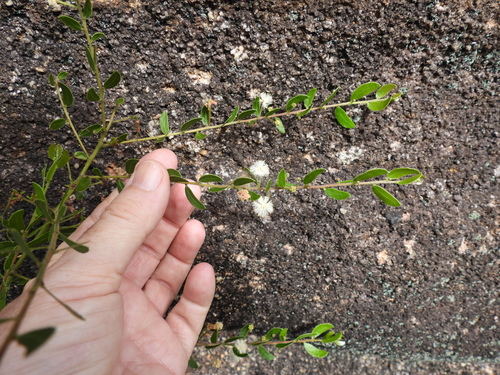 Rough Hairy Wattle (Acacia hispidula)