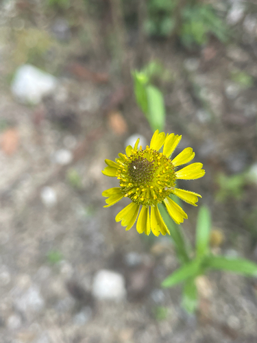 Rosilla (Helenium puberulum)