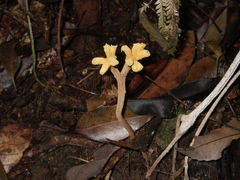 Dendrosphaera eberhardtii