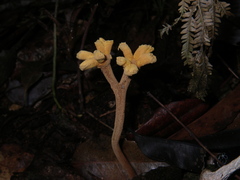Dendrosphaera eberhardtii