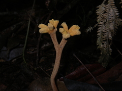 Dendrosphaera eberhardtii