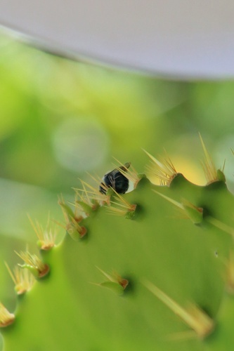 Osmia subfasciata