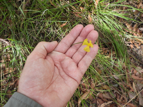 hatpins (Xyris complanata)