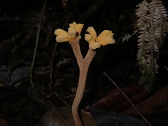 Dendrosphaera eberhardtii