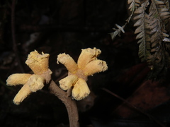 Dendrosphaera eberhardtii
