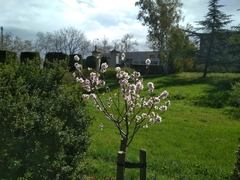 Prunus amygdalus