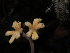 Dendrosphaera eberhardtii