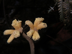 Dendrosphaera eberhardtii