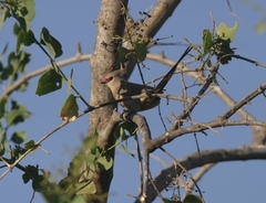 Urocolius macrourus