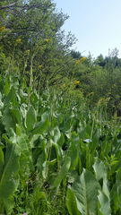 Ligularia heterophylla