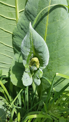 Ligularia heterophylla