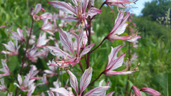 Dictamnus angustifolius