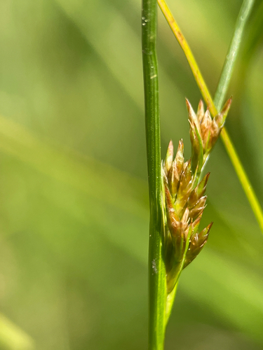 western rush (Juncus occidentalis)