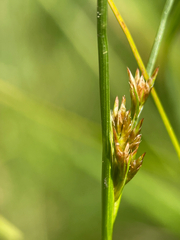 Juncus occidentalis, photograph author not stated, no rights reserved