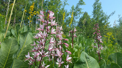 Dictamnus angustifolius