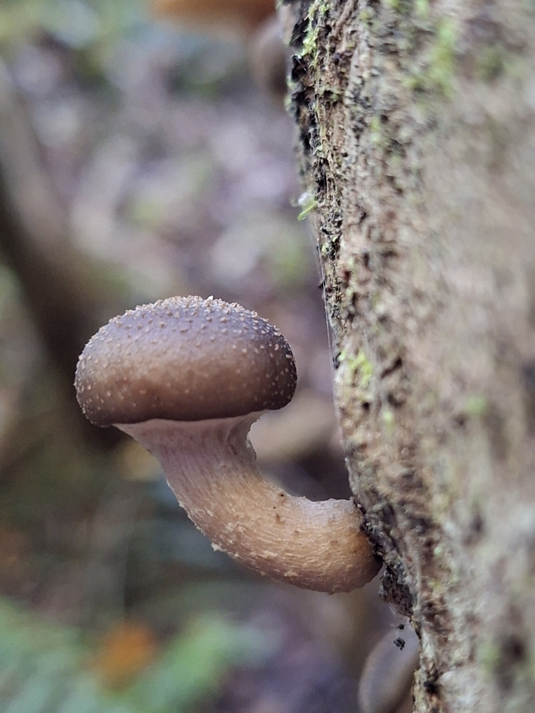 Armillaria novae-zelandiae · March 2026 · photo: © emmaburns (iNaturalist, cc-by)
