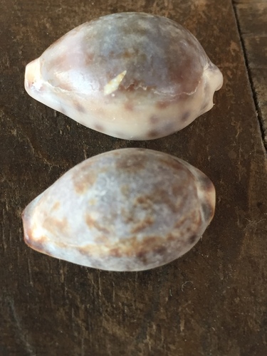 Cypraea zonaria observed 2020-03-04