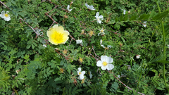 Rosa fedtschenkoana
