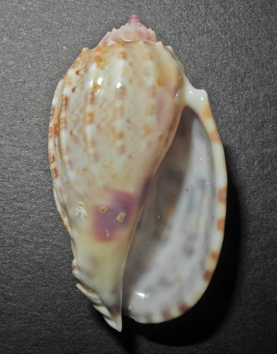 Harpa amouretta, 2000-01-01