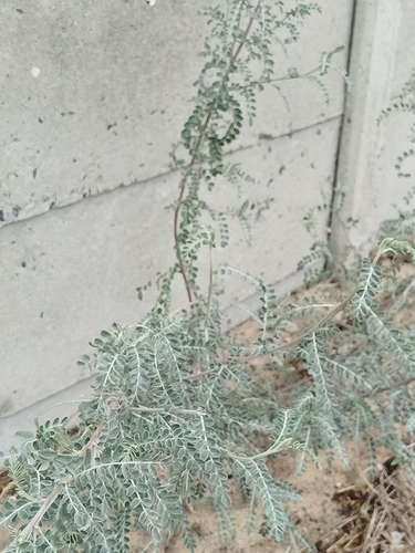 cancer bush (Lessertia frutescens)