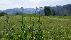 Rumex thianschanicus