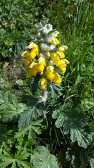 Phlomoides speciosa