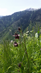 Aquilegia atrovinosa