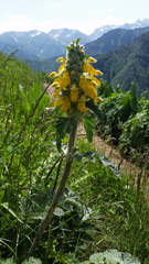 Phlomoides speciosa