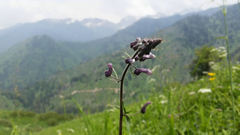 Aconitum leucostomum