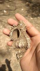 Chicoreus torrefactus