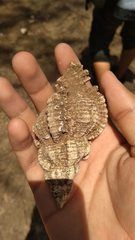 Chicoreus torrefactus