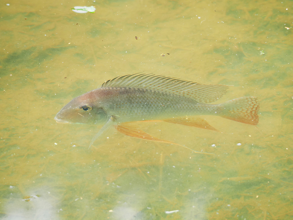 Highforehead eartheater (Geophagus altifrons) — Cichlidae