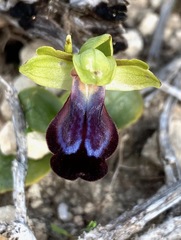 Ophrys fusca iricolor