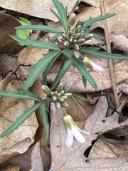 Cardamine concatenata