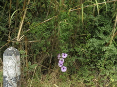 Ipomoea cairica cairica