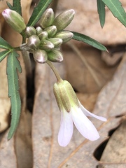 Cardamine concatenata