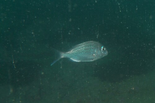 Red seabream (Pagrus major) — Sparidae — 3